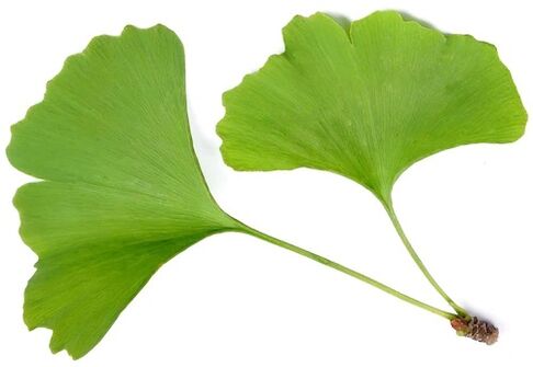 Insunol satur ginkgo biloba